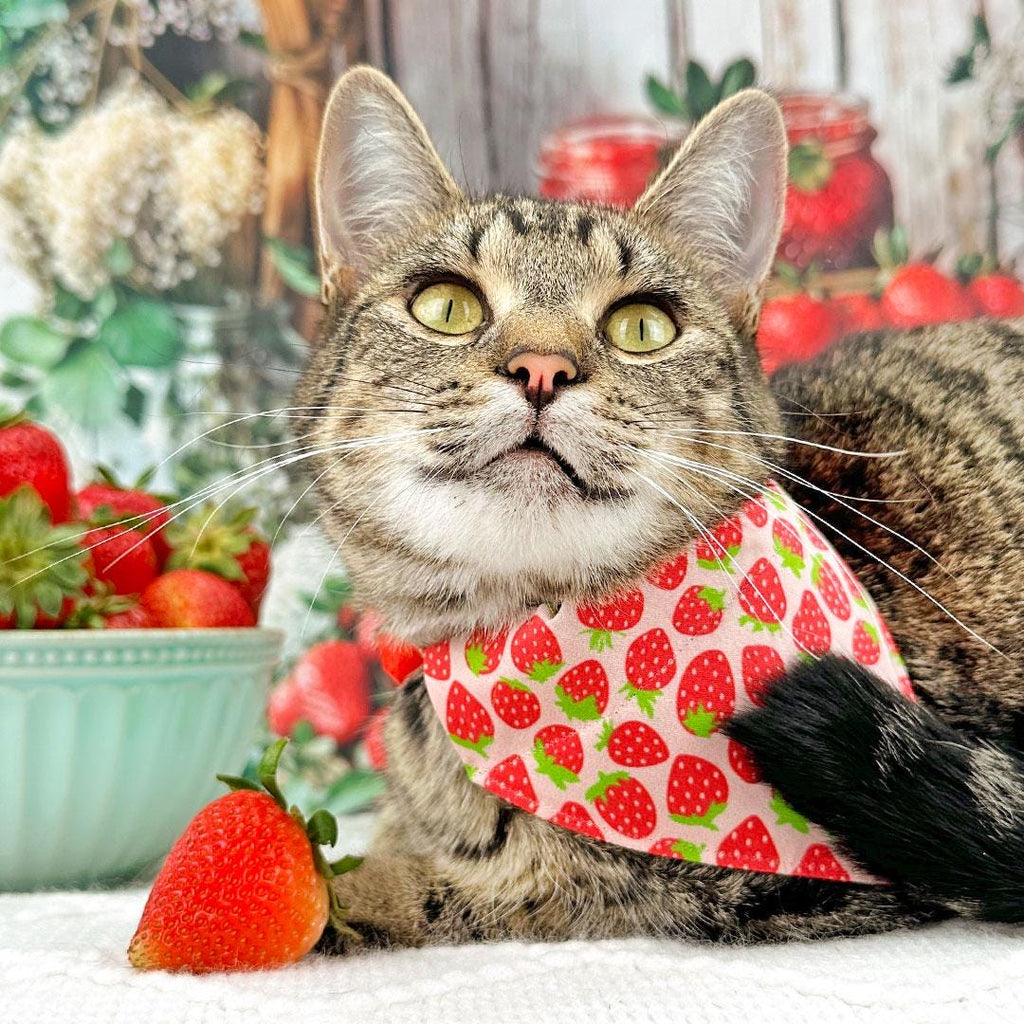 Strawberry Cat Collar - "Strawberry Patch" - Red Berry Fruit / Breakaway Buckle or Non-Breakaway / Spring + Summer / Cat, Kitten + Small Dog Sizes