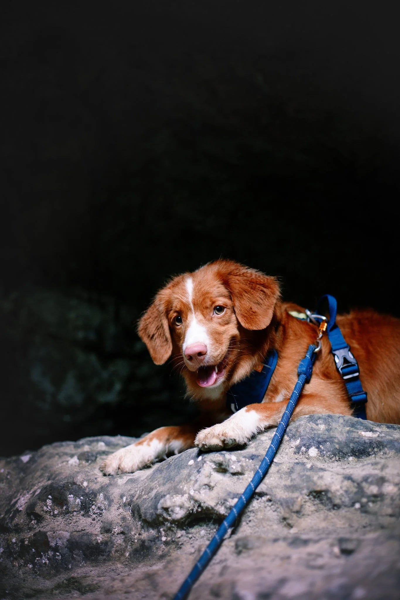 Rope Dog Leash Deep Teal