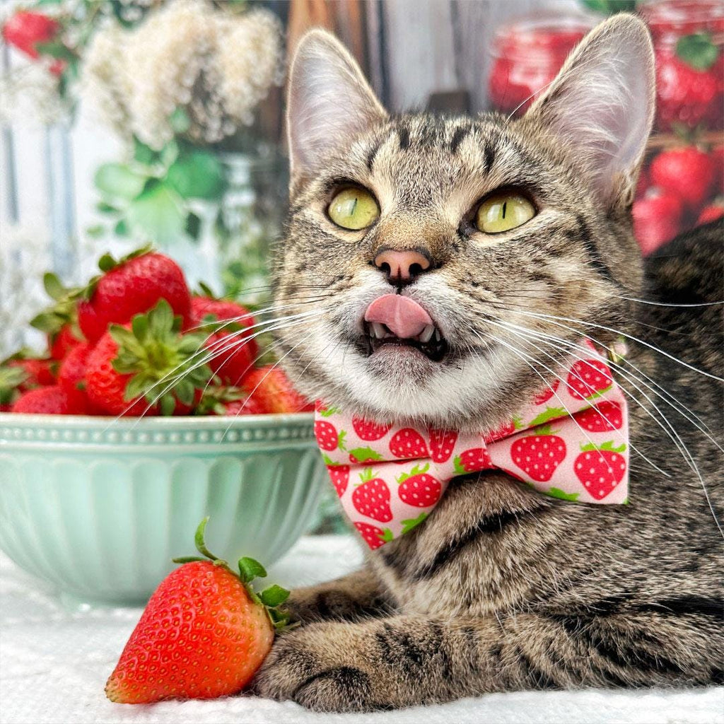 Strawberry Cat Collar - "Strawberry Patch" - Red Berry Fruit / Breakaway Buckle or Non-Breakaway / Spring + Summer / Cat, Kitten + Small Dog Sizes