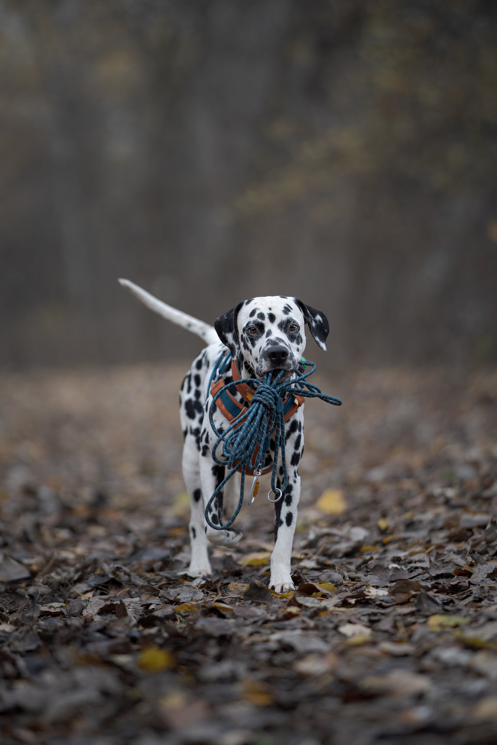 Long Rope Dog Leash Deep Teal