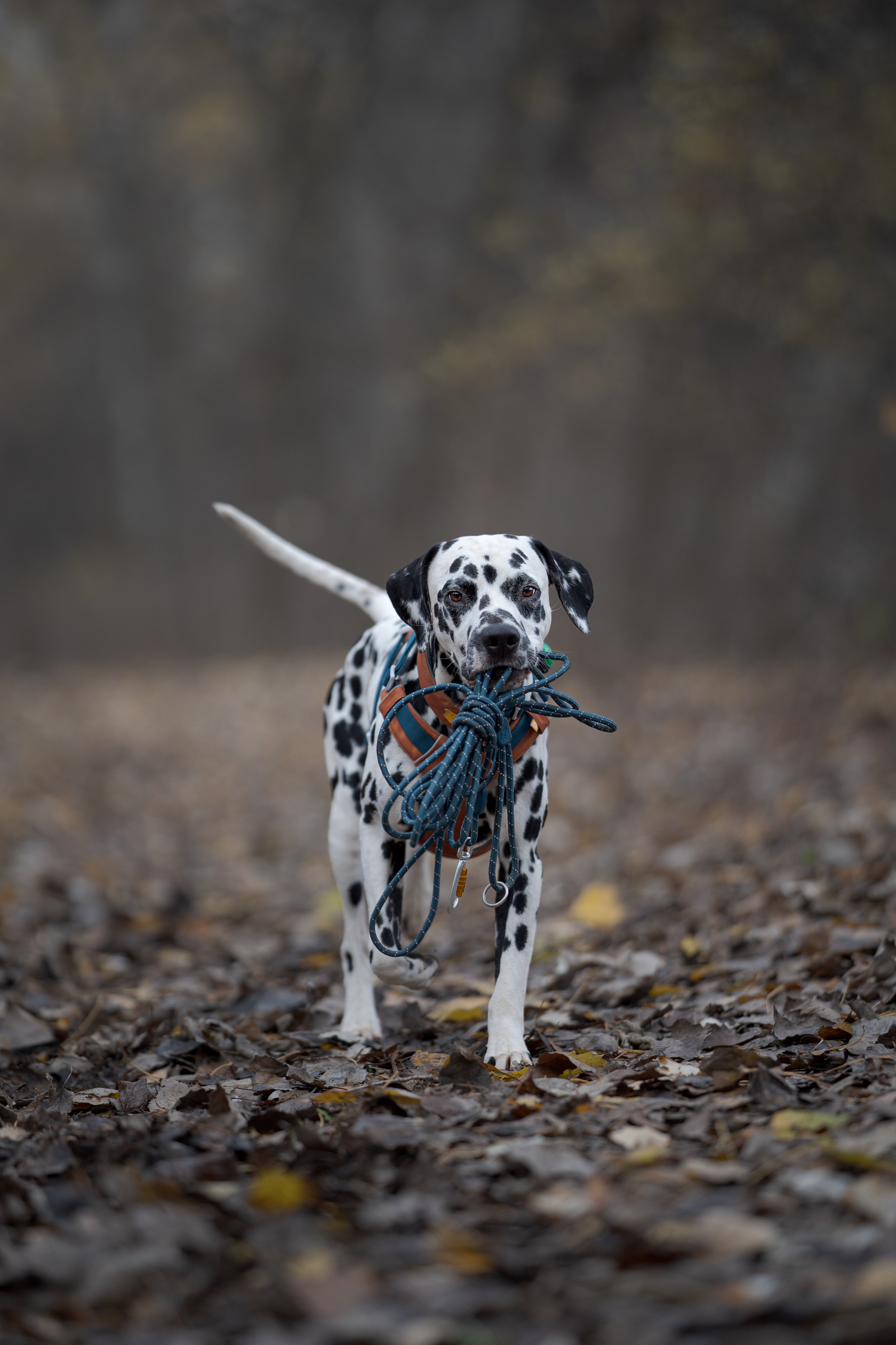 Long Rope Dog Leash Deep Teal