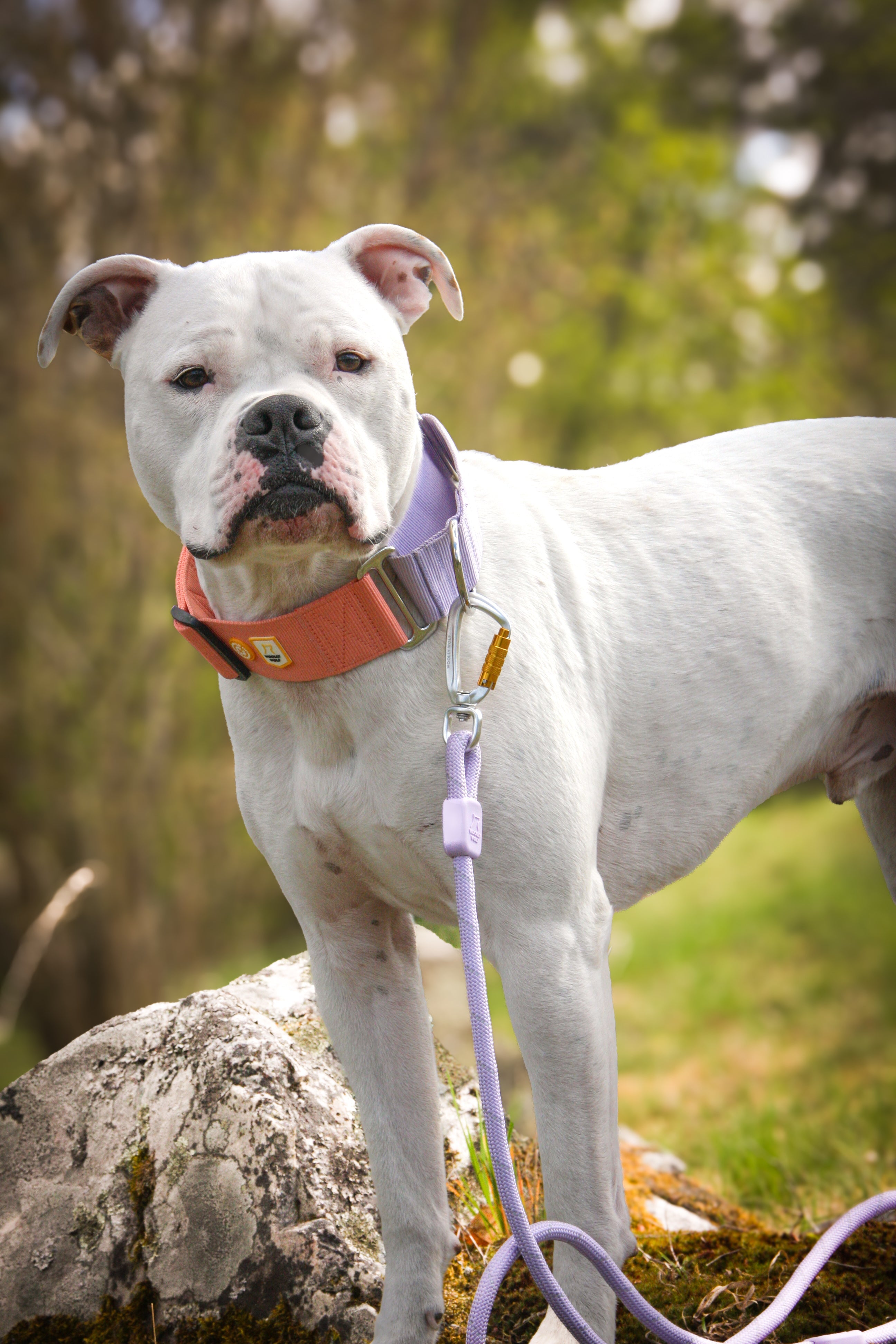Rope Dog Leash Lavender
