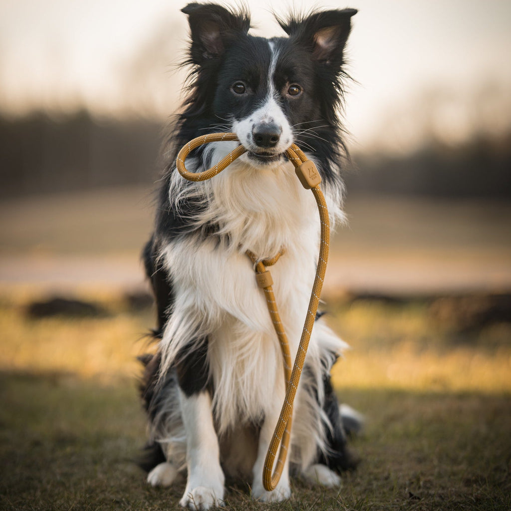Retriever Leash Wood Brown