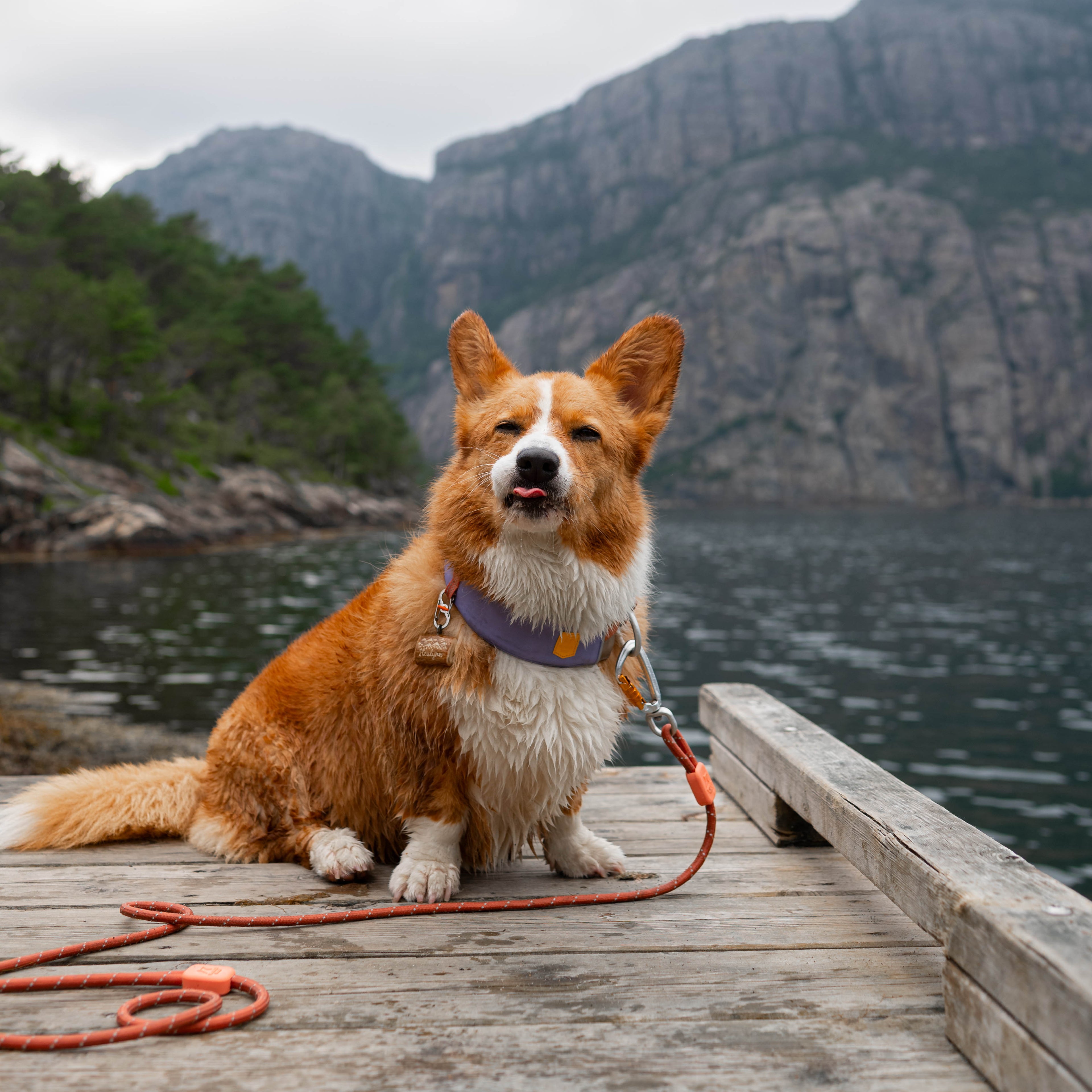 Rope Dog Leash Terracotta