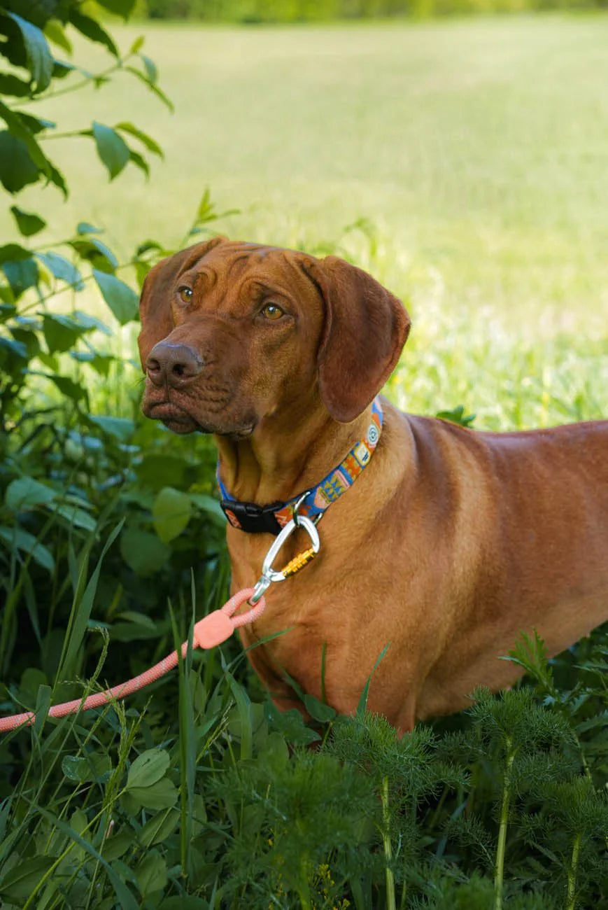 Rope Dog Leash Salmon Pink